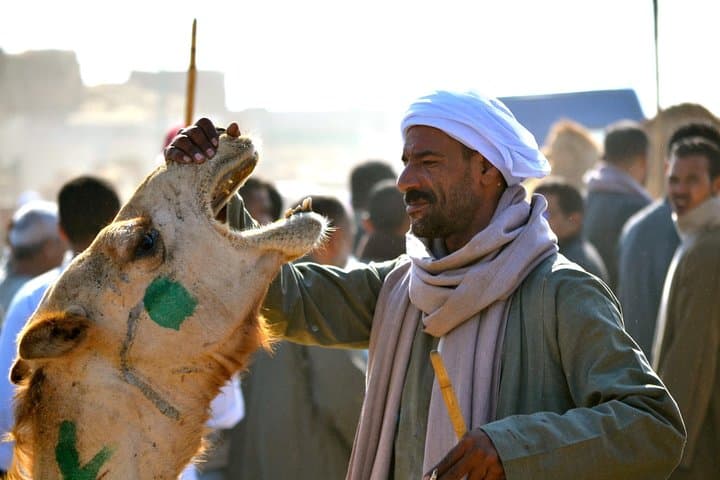 Birqash Camel Market Near Cairo — Morning Camel Trading Experience photo 3