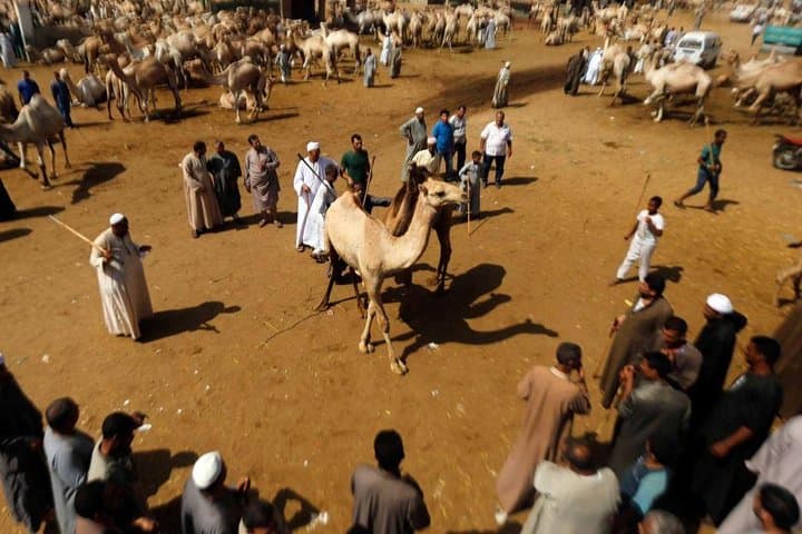 Birqash Camel Market Near Cairo — Morning Camel Trading Experience photo 4