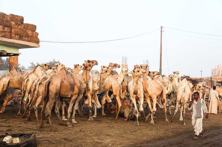 Birqash Camel Market Near Cairo — Morning Camel Trading Experience photo 5