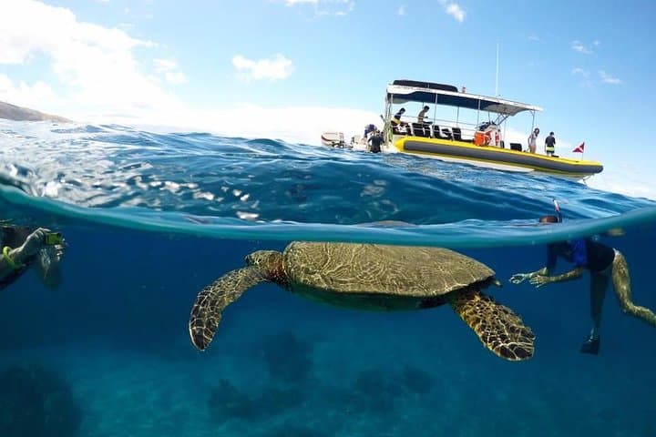 Lanai Snorkel & Dolphin Encounter: 4-Hour Small-Group Adventure from West Maui