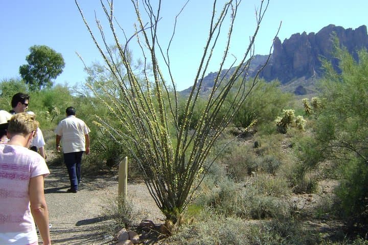 Apache Trail & Dolly Steamboat: A One-Day Sonoran Desert Road and Canyon Lake Cruise photo 4