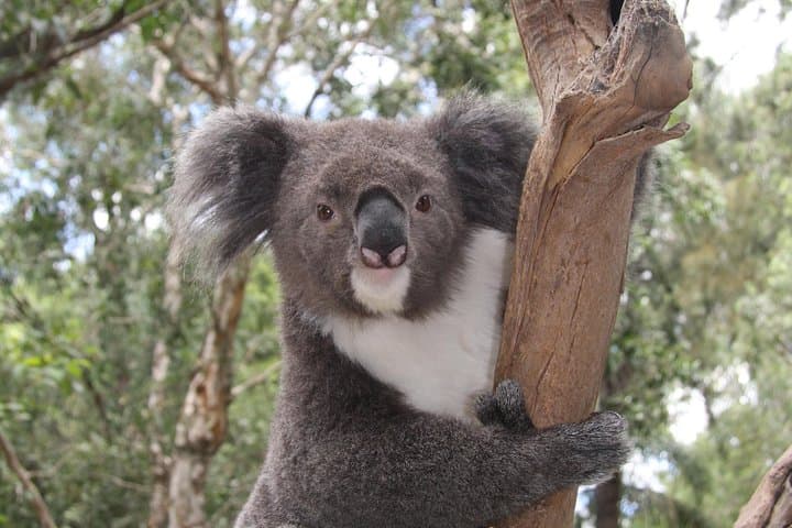 Blue Mountains Private Tour with Kangaroo and Koala Experience from Sydney photo 3