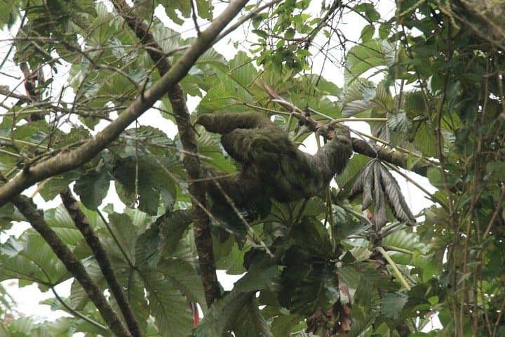 Sloth Park Adventure La Fortuna — Walk with Sloths and Make Cane Juice photo 4