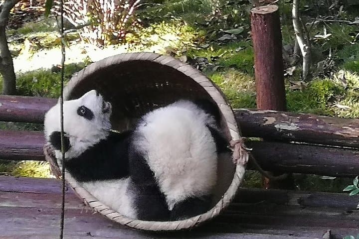 Chengdu Panda Base, Leshan Giant Buddha & Sichuan Cooking: 3-Day Cultural and Wildlife Escape