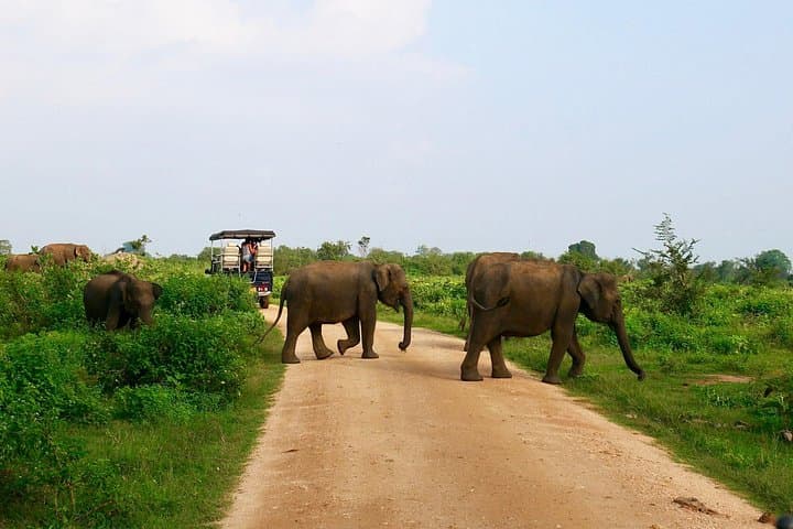 Morning Private Elephant Safari at Udawalawe National Park photo 2