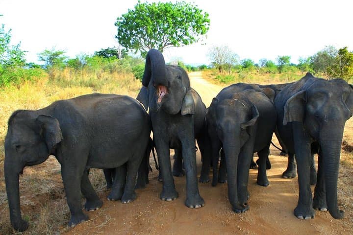 Morning Private Elephant Safari at Udawalawe National Park photo 3