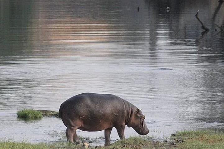 4-Day Ruaha Safari: Elephants, Wild Dogs and Walking Safaris in Tanzania photo 4