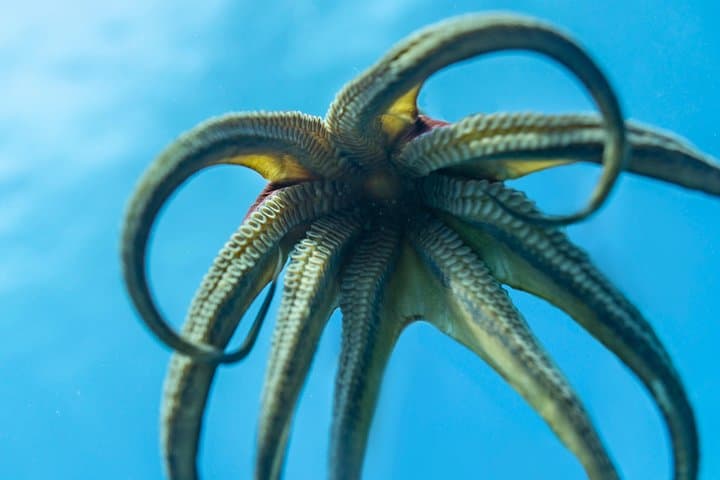 Oahu Scuba Diving Tour: Swim with Giant Sea Turtles on a 4-Hour Coral Reef Adventure photo 6