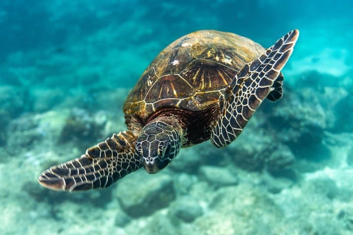 Oahu Scuba Diving Tour: Swim with Giant Sea Turtles on a 4-Hour Coral Reef Adventure photo 2