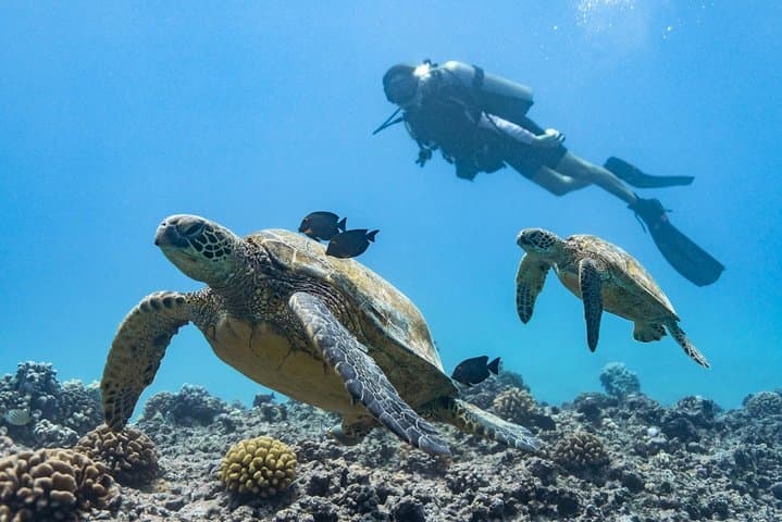 Oahu Scuba Diving Tour: Swim with Giant Sea Turtles on a 4-Hour Coral Reef Adventure
