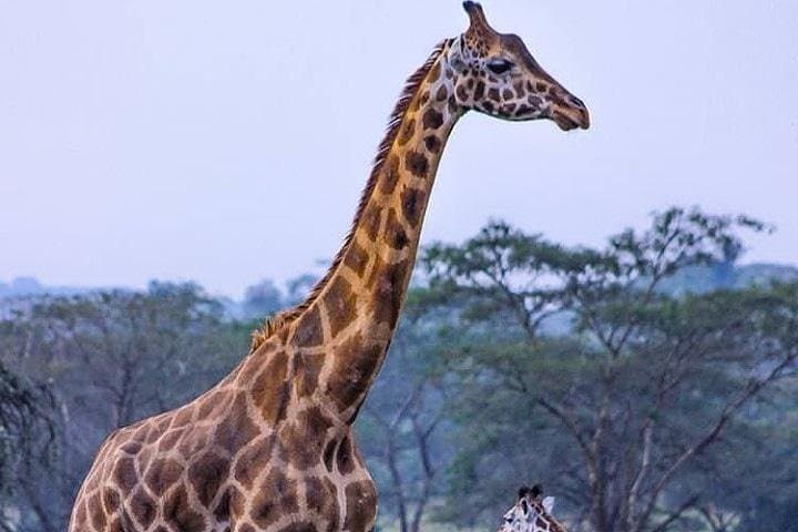 4-Day Ruaha Safari: Elephants, Wild Dogs and Walking Safaris in Tanzania photo 5