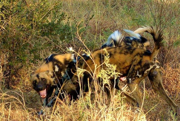 4-Day Ruaha Safari: Elephants, Wild Dogs and Walking Safaris in Tanzania photo 3