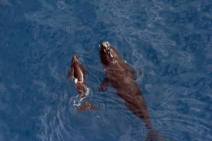 Hermanus Whale Watching: Best Boat Tours May–December photo 3