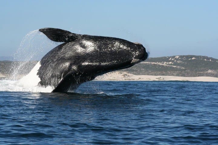 Hermanus Whale Watching: Best Boat Tours May–December photo 2