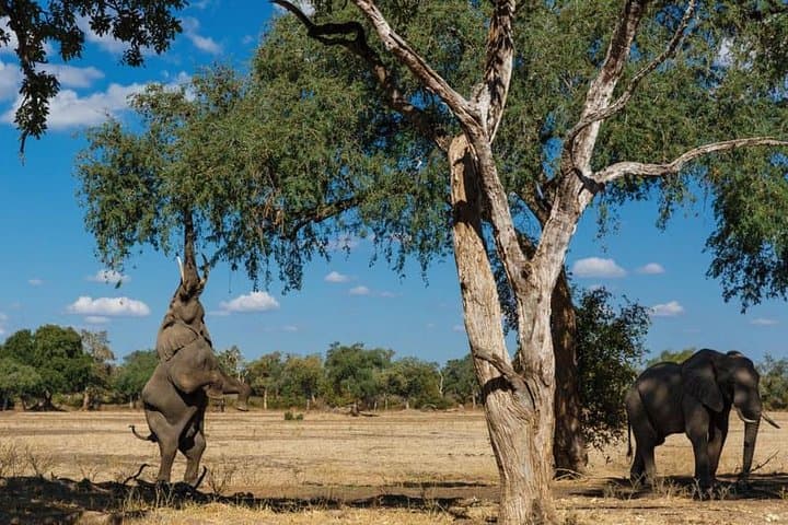 16-Day Kenya Tanzania Uganda Safari — Gorilla Trekking, Mara & Serengeti Highlights