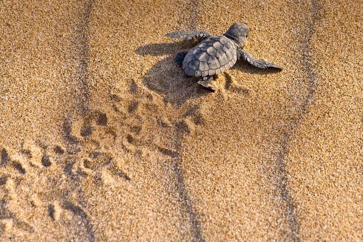 8-Day Costa Rica: San José, Tortuguero & Cahuita Wildlife and Coast Adventure photo 5
