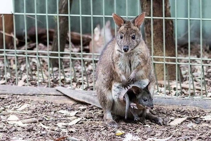 Private Blue Mountains Day Tour from Sydney — Three Sisters, Koalas & Scenic World