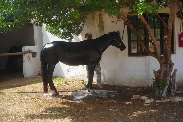 Horseback Riding on Agadir's Dunes: Eucalyptus Trails & Birdwatching photo 5