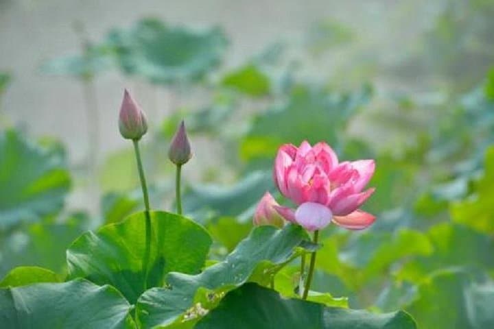 Lotus Mountain & Seagull Island Private Day Tour from Guangzhou: Big Buddha, Ancient Quarries & Village Cycling photo 5