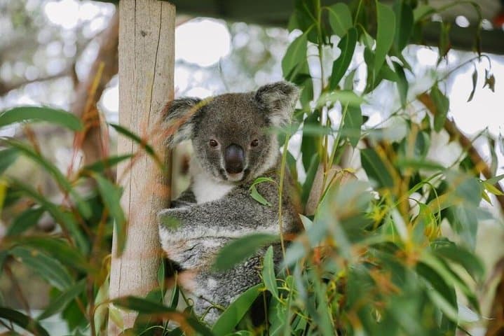 Private Hunter Valley Wine and Wildlife Day Tour from Sydney photo 2