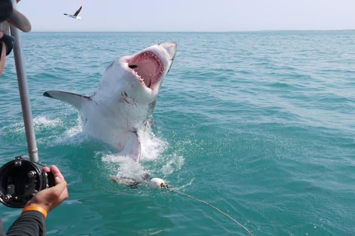 Shark Cage Diving in Kleinbaai: Great White Encounters off Gansbaai photo 2