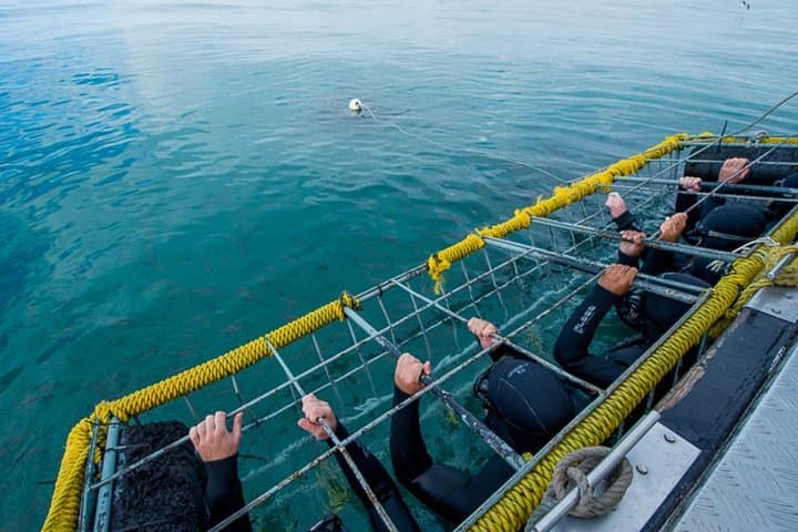 Shark Cage Diving in Kleinbaai: Great White Encounters off Gansbaai photo 3