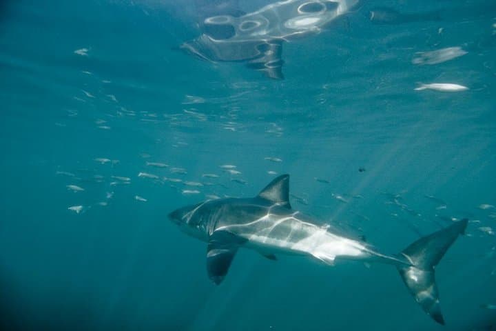 Shark Cage Diving in Kleinbaai: Great White Encounters off Gansbaai photo 6