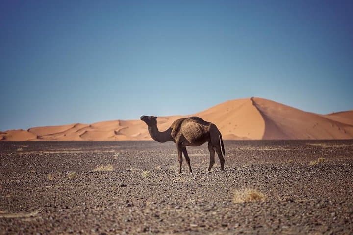 3-Day Sahara Crossing: Marrakech to Fes via Merzouga Dunes photo 5