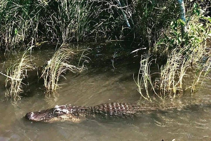 Everglades Small-Group Airboat Tour from Miami — 4–5 Hour Wildlife Experience photo 3