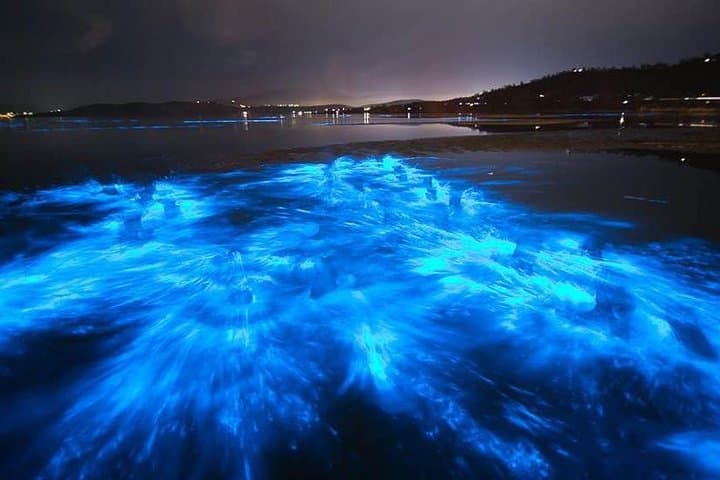 Sunset Bioluminescence Paddle: Comb Jellies, Dolphins & Night Kayak Tours in Merritt Island photo 5