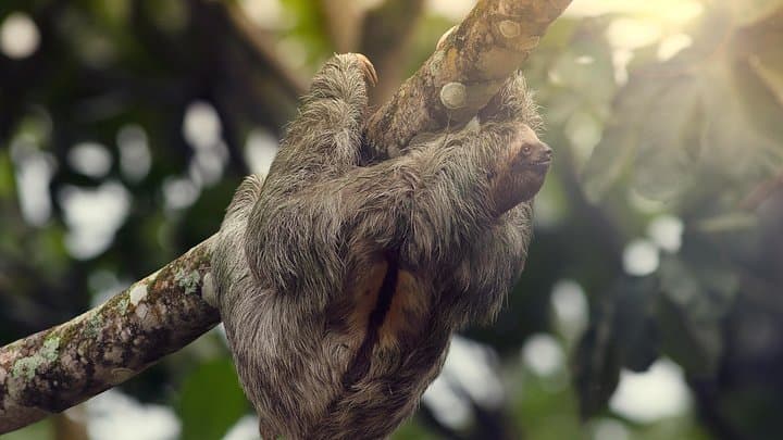La Fortuna Sloth Sanctuary & Balsa River Class II–III Rafting Combo photo 2