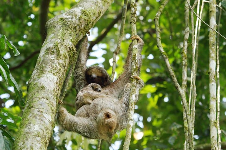 La Fortuna Sloth Sanctuary & Balsa River Class II–III Rafting Combo photo 4