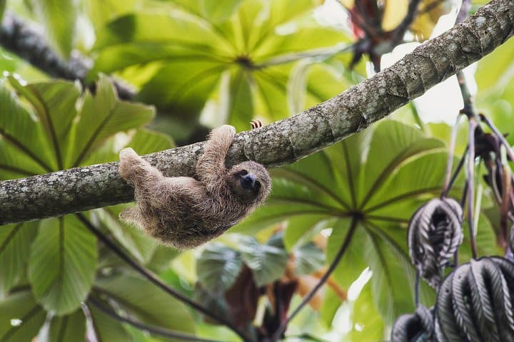 La Fortuna Sloth Sanctuary & Balsa River Class II–III Rafting Combo photo 6