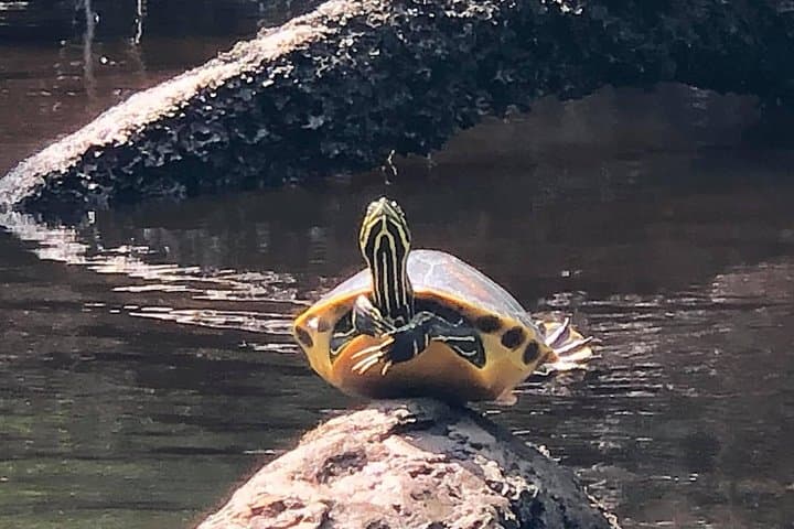 Self-Guided Kayaking on Amelia Island's Blackwater Creek — Real Florida Adventure photo 2