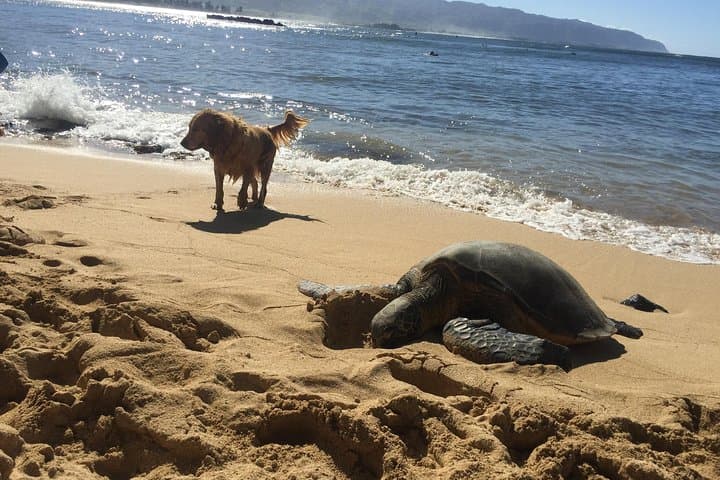 Beginner Surf Lessons on Oahu's North Shore with Lifeguard-Led Turtle Tours photo 2