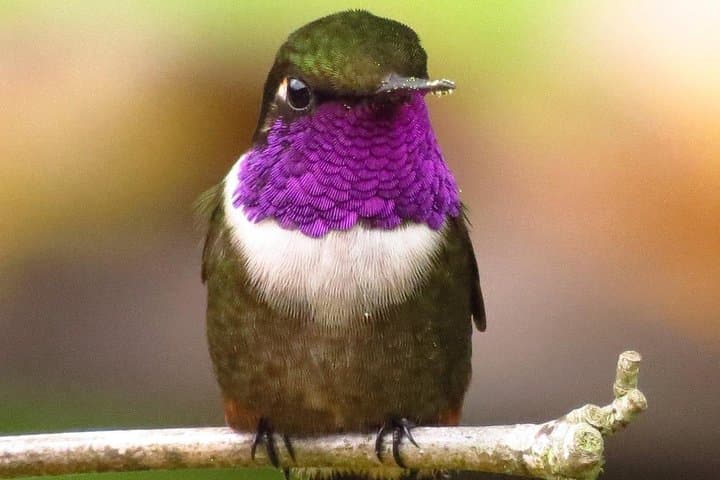 Birdwatching in Chingaza: Hummingbirds & High-Andean Endemics from Bogotá