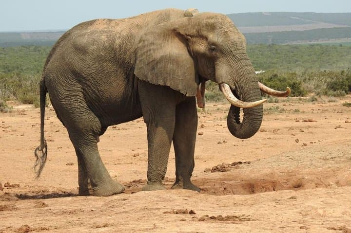 Full-Day Private Addo Elephant Safari: Big-Game Drives from Port Elizabeth photo 2