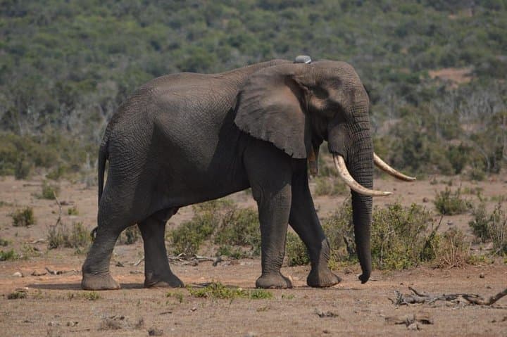 Full-Day Private Addo Elephant Safari: Big-Game Drives from Port Elizabeth photo 3