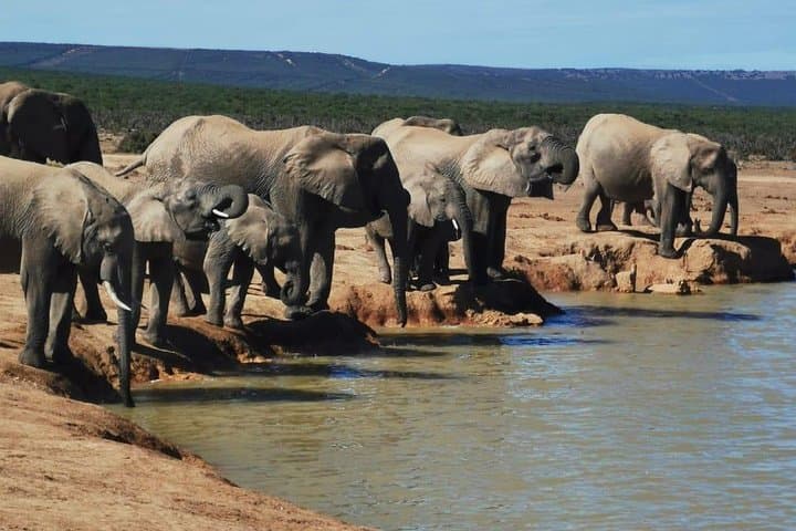 Full-Day Private Addo Elephant Safari: Big-Game Drives from Port Elizabeth photo 4