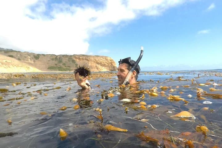 Snorkeling Los Angeles: Secluded Kelp Forests & Fresh Uni Near Redondo Beach photo 2