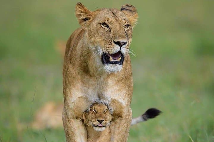 4-Day Ruaha Safari: Elephants, Wild Dogs and Walking Safaris in Tanzania photo 6