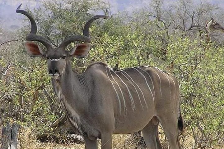 4-Day Ruaha Safari: Elephants, Wild Dogs and Walking Safaris in Tanzania