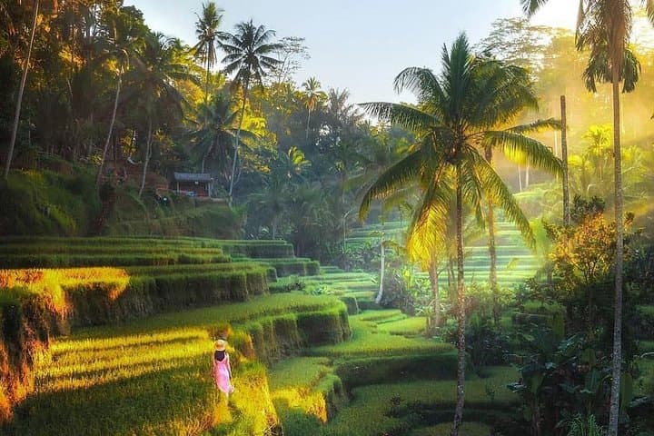 Ubud Rice Terraces, Monkey Forest & Coffee Plantation: A Practical Day Tour Guide