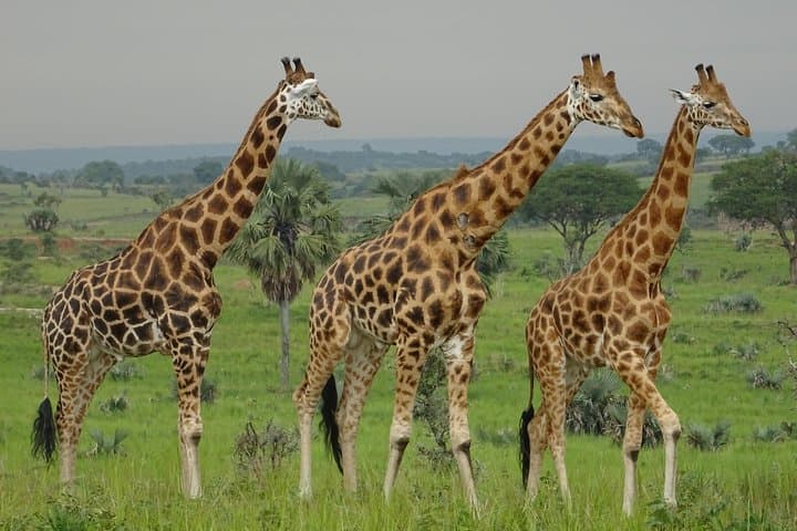 Two-Day Sipi Falls and Pian Upe: Hike, Coffee Tour & Game Drive in Eastern Uganda