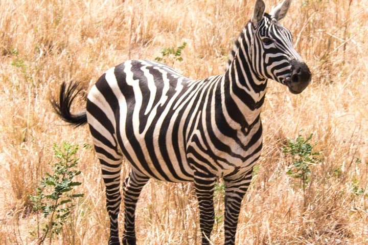 Two-Day Sipi Falls and Pian Upe: Hike, Coffee Tour & Game Drive in Eastern Uganda photo 2