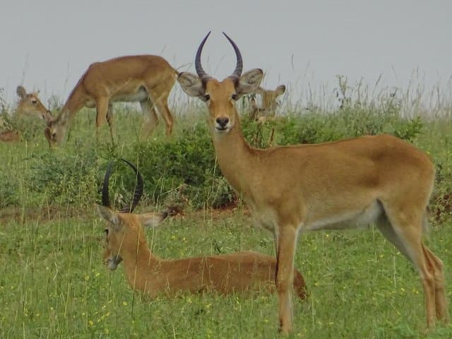 Two-Day Sipi Falls and Pian Upe: Hike, Coffee Tour & Game Drive in Eastern Uganda photo 5
