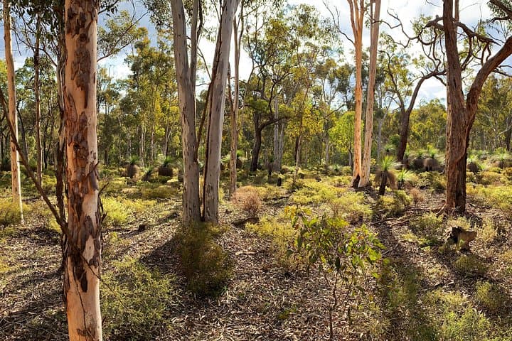 Perth Spring Wildflower Private Day Tour — Kings Park to Araluen Roadtrip photo 3