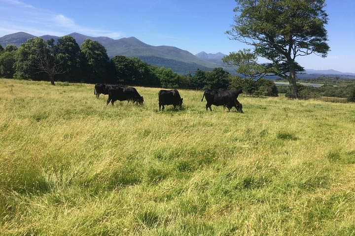Private Killarney National Park Tour — Ladies View, Torc Waterfall & Muckross Gardens photo 4