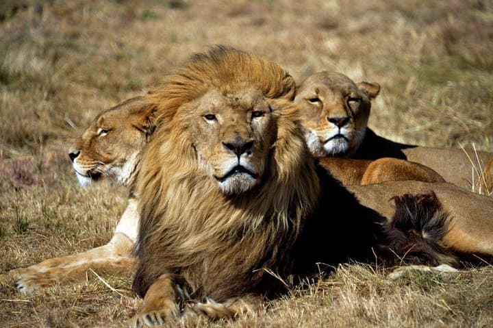 Aquila Safari Overnight from Cape Town — Big Five Game Drive & Lodge Stay photo 3
