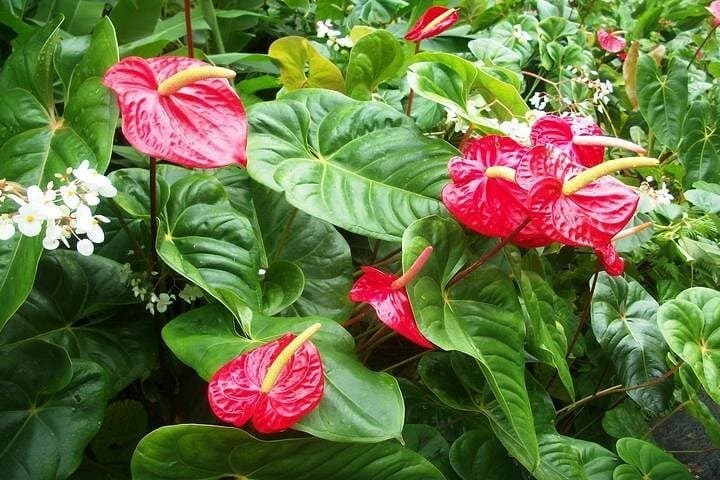 Montreal Gardens Tour: St. Vincent Botanical Garden & Mesopotamia Valley Drive photo 1